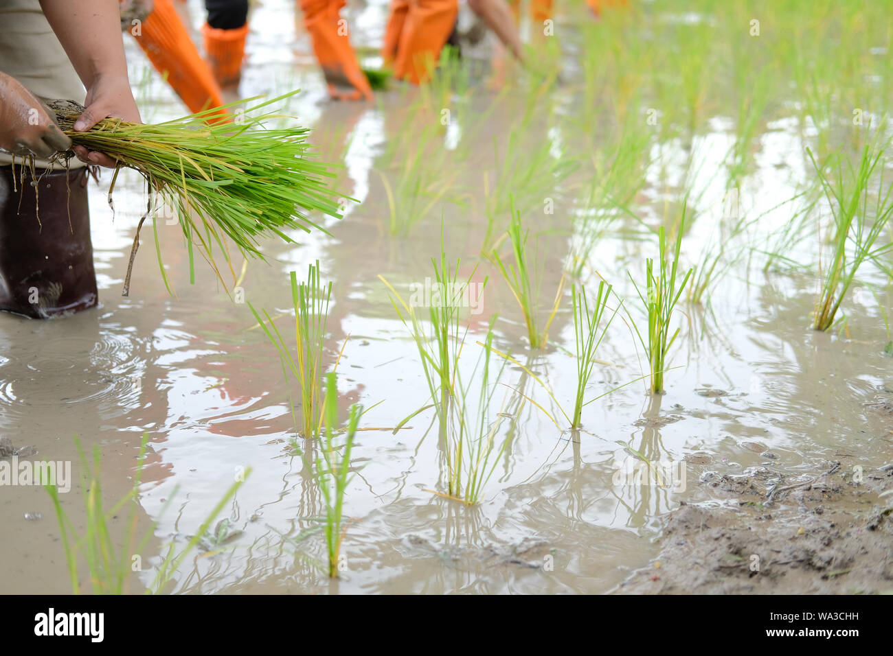 farmer growing rice in paddy field, people transplanting seedling Stock ...