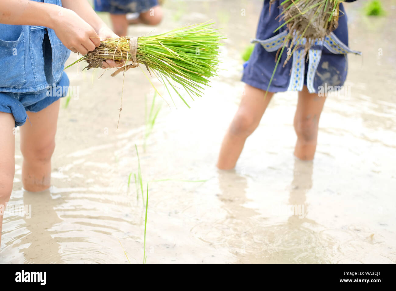 farmer growing rice in paddy field, people transplanting seedling Stock ...