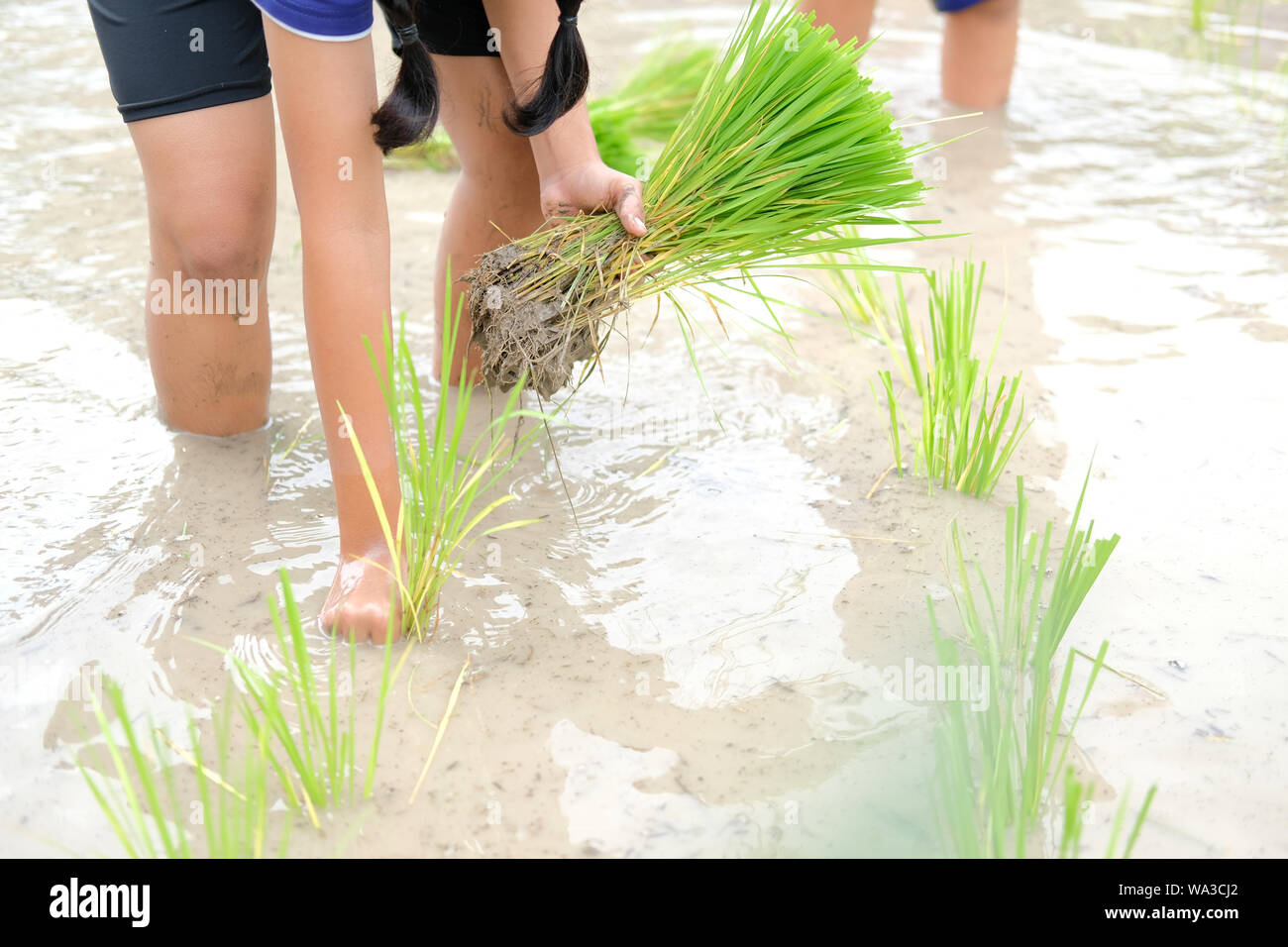 farmer growing rice in paddy field, people transplanting seedling Stock ...