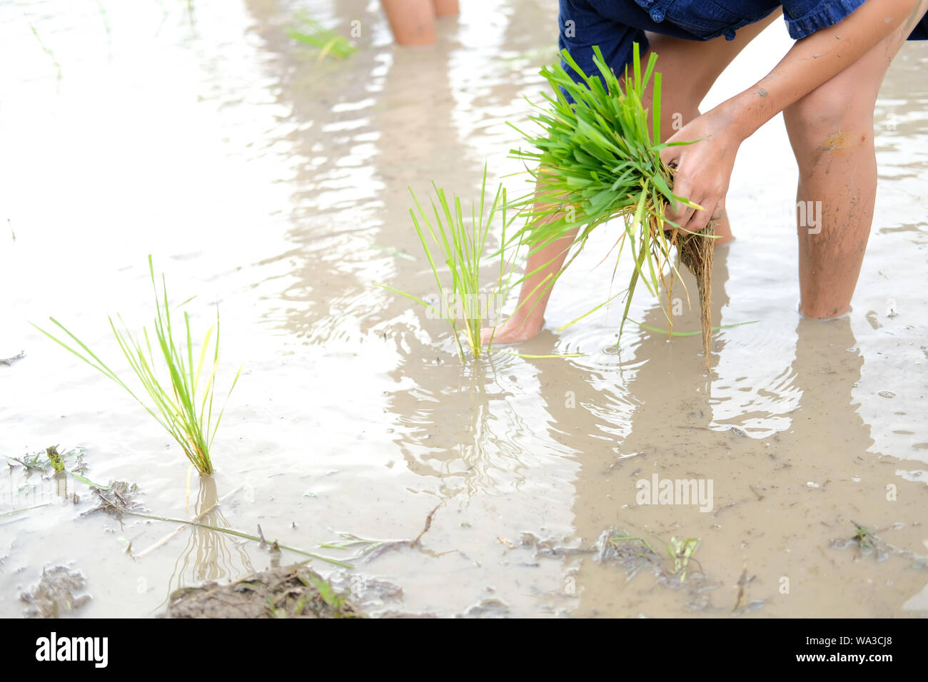 farmer growing rice in paddy field, people transplanting seedling Stock ...