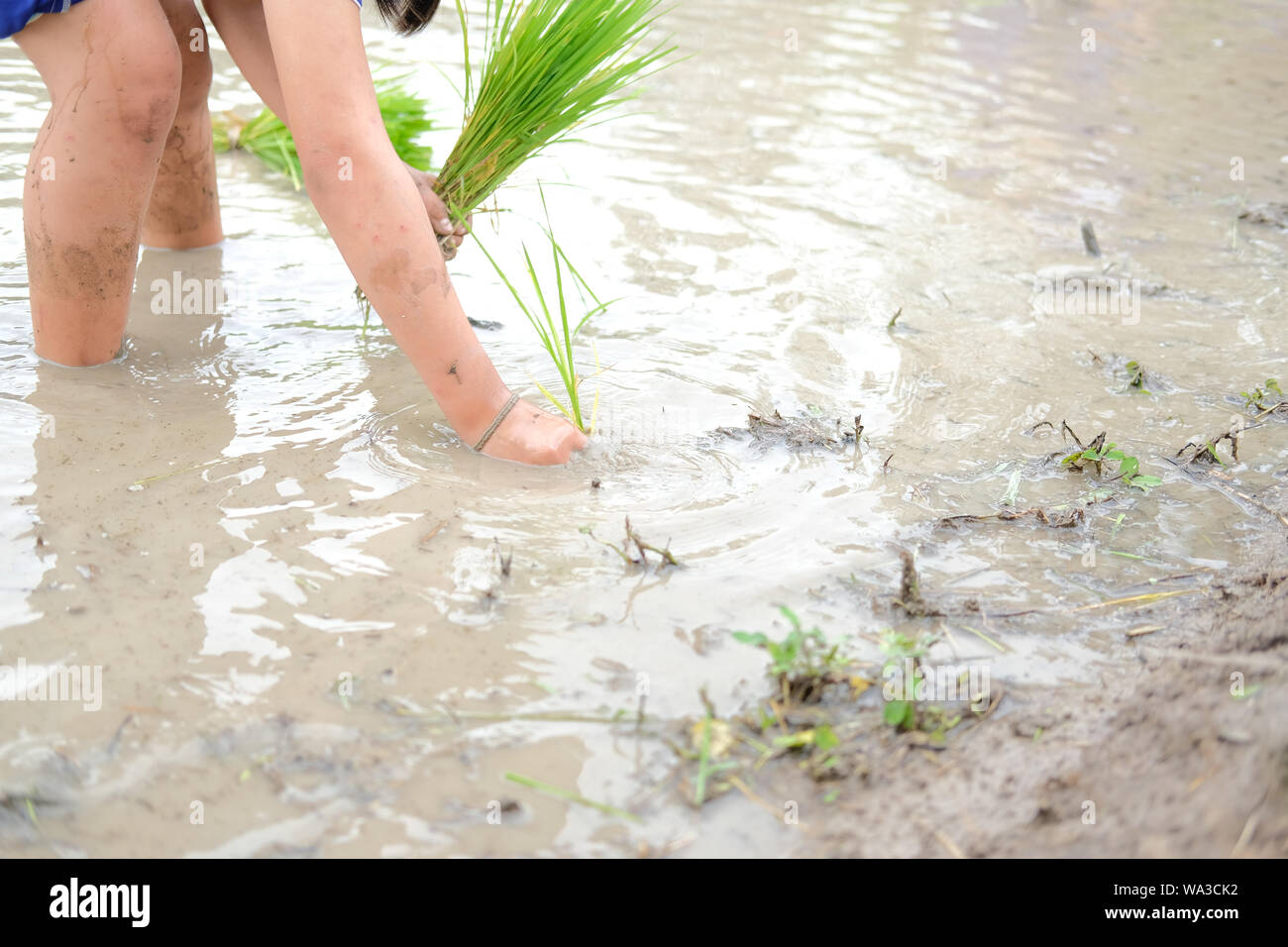 farmer growing rice in paddy field, people transplanting seedling Stock ...
