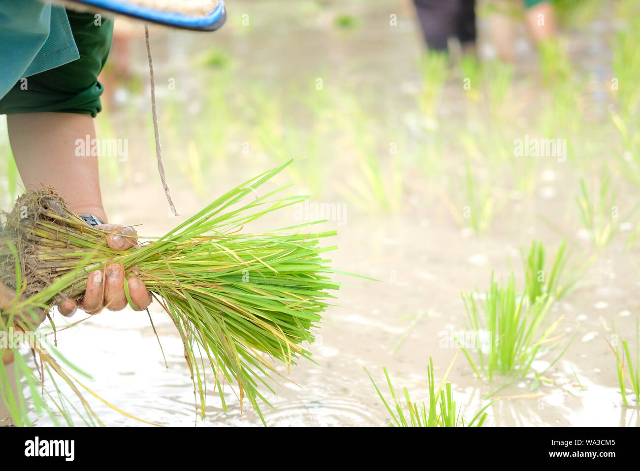 farmer growing rice in paddy field, people transplanting seedling Stock ...
