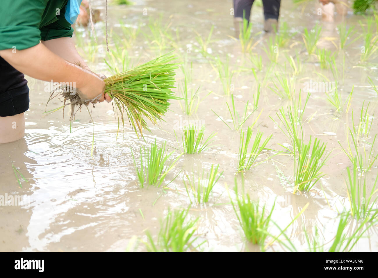 farmer growing rice in paddy field, people transplanting seedling Stock ...