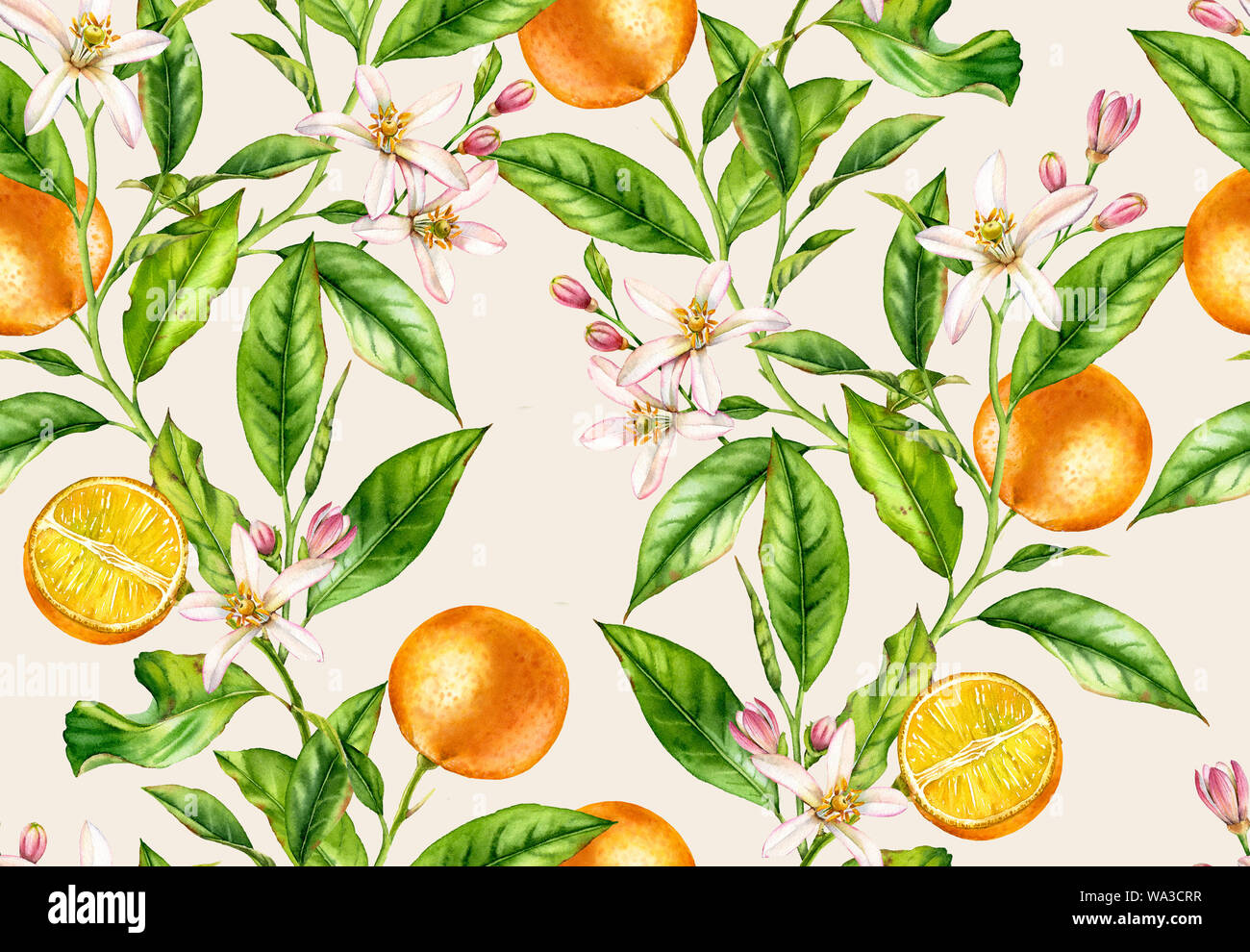 Orange fruit branches. Seamless pattern with flowers realistic botanical floral illustration on light beige background hand painted Stock Photo