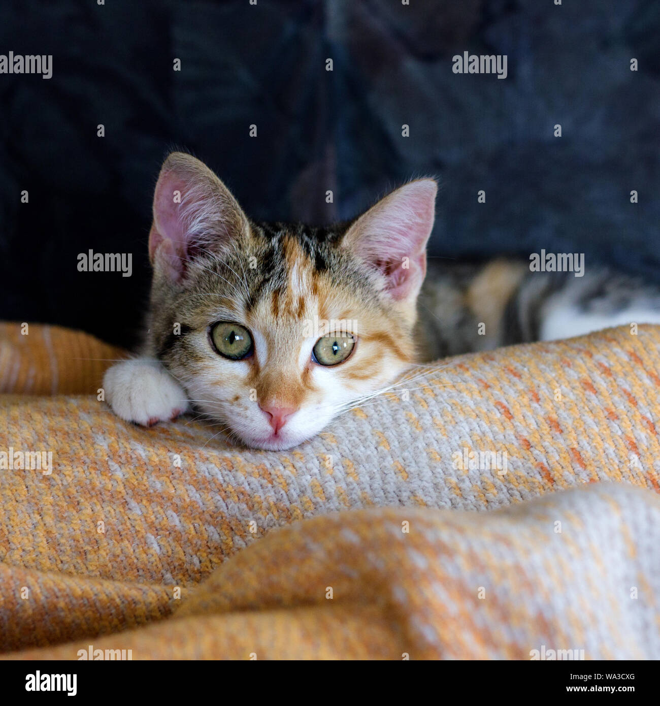 A young, cute, tabby cat lies on a woolen blanket Stock Photo