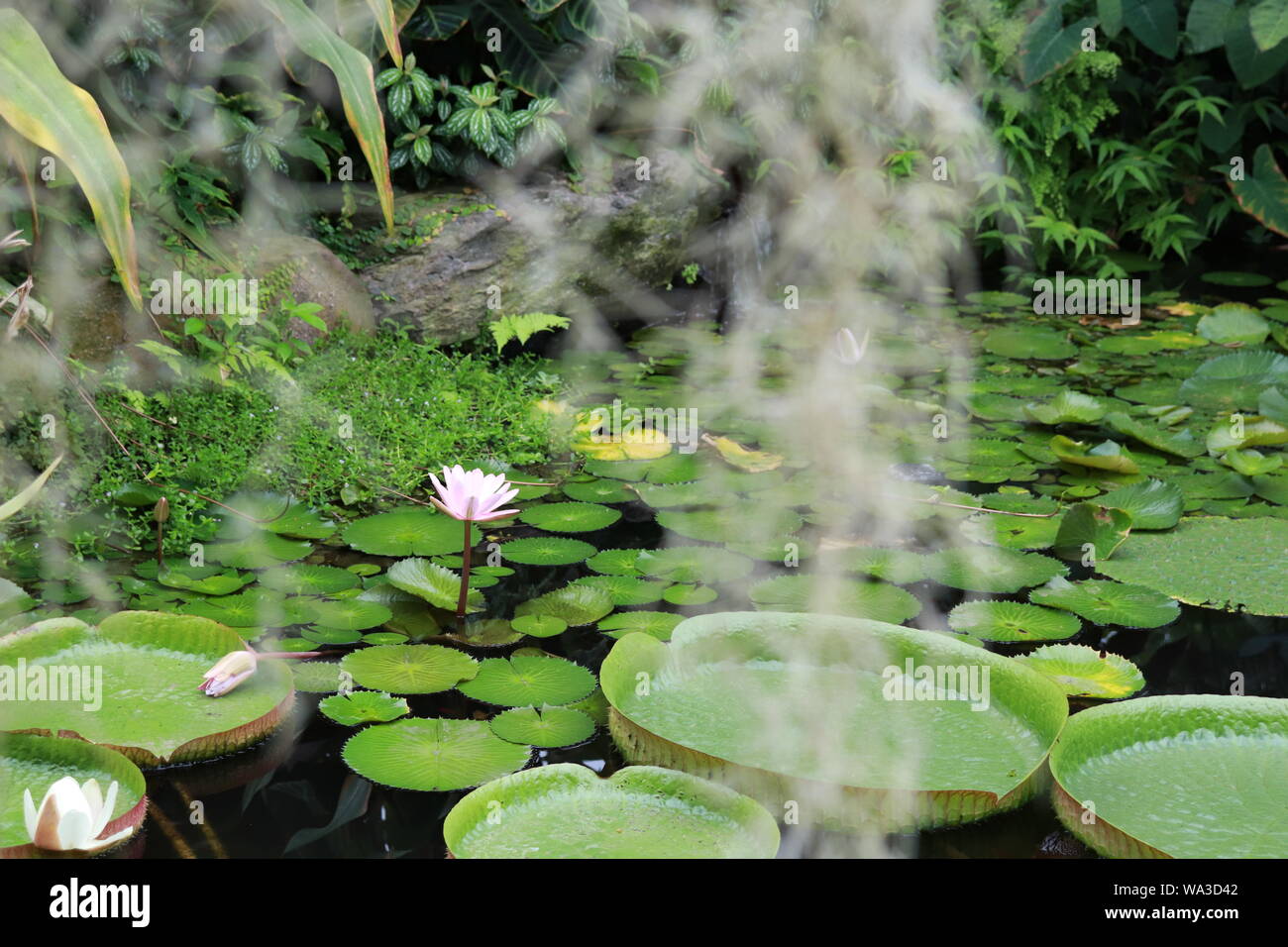 Pond lily cactus hi-res stock photography and images - Alamy