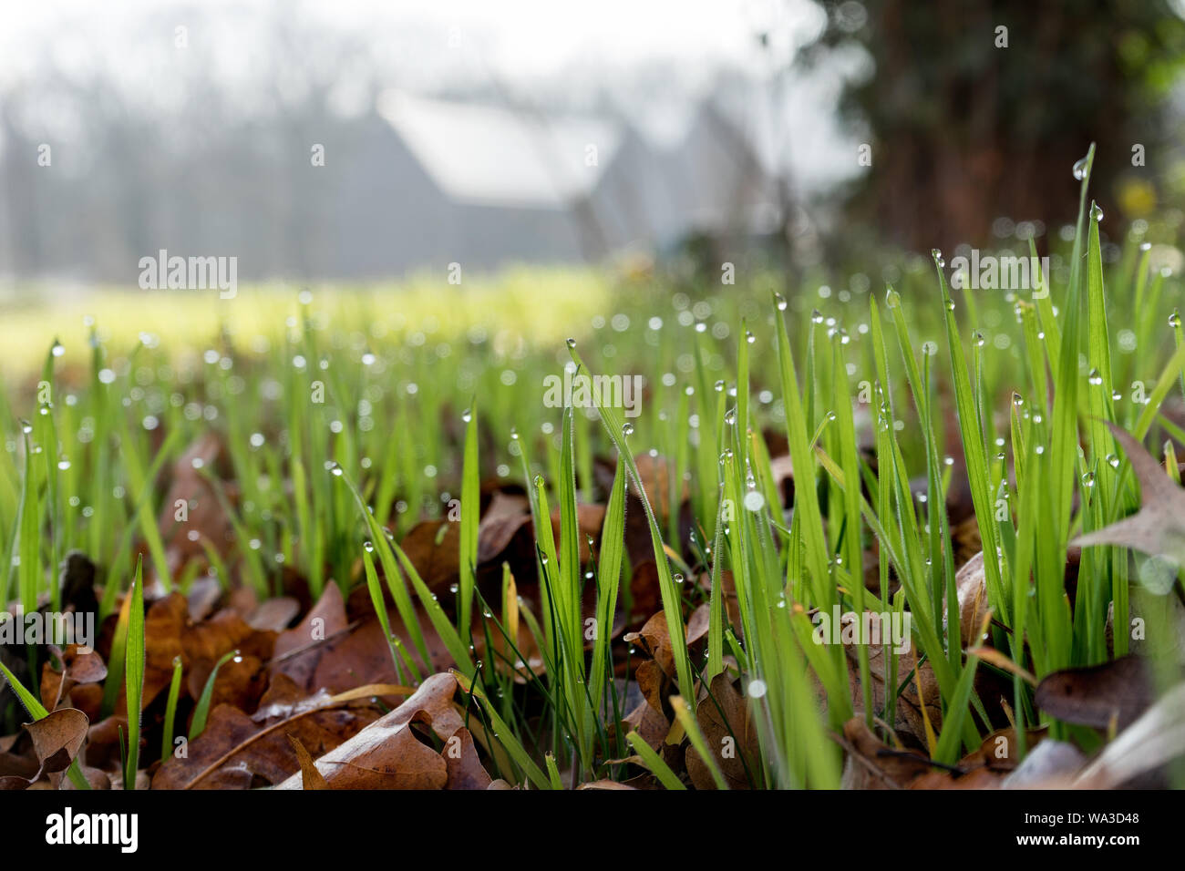 Blades of grass with drops of dew in spring Stock Photo Alamy
