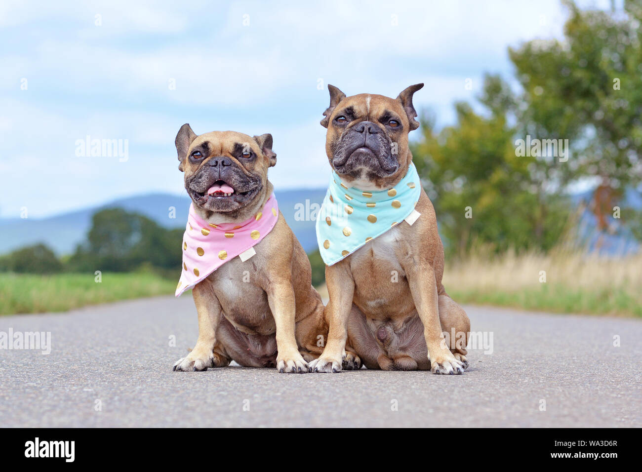Tow similar looking brown French Bulldogs sitting next to eacth other wearing matching baby blue and baby pink neckerchiefs Stock Photo