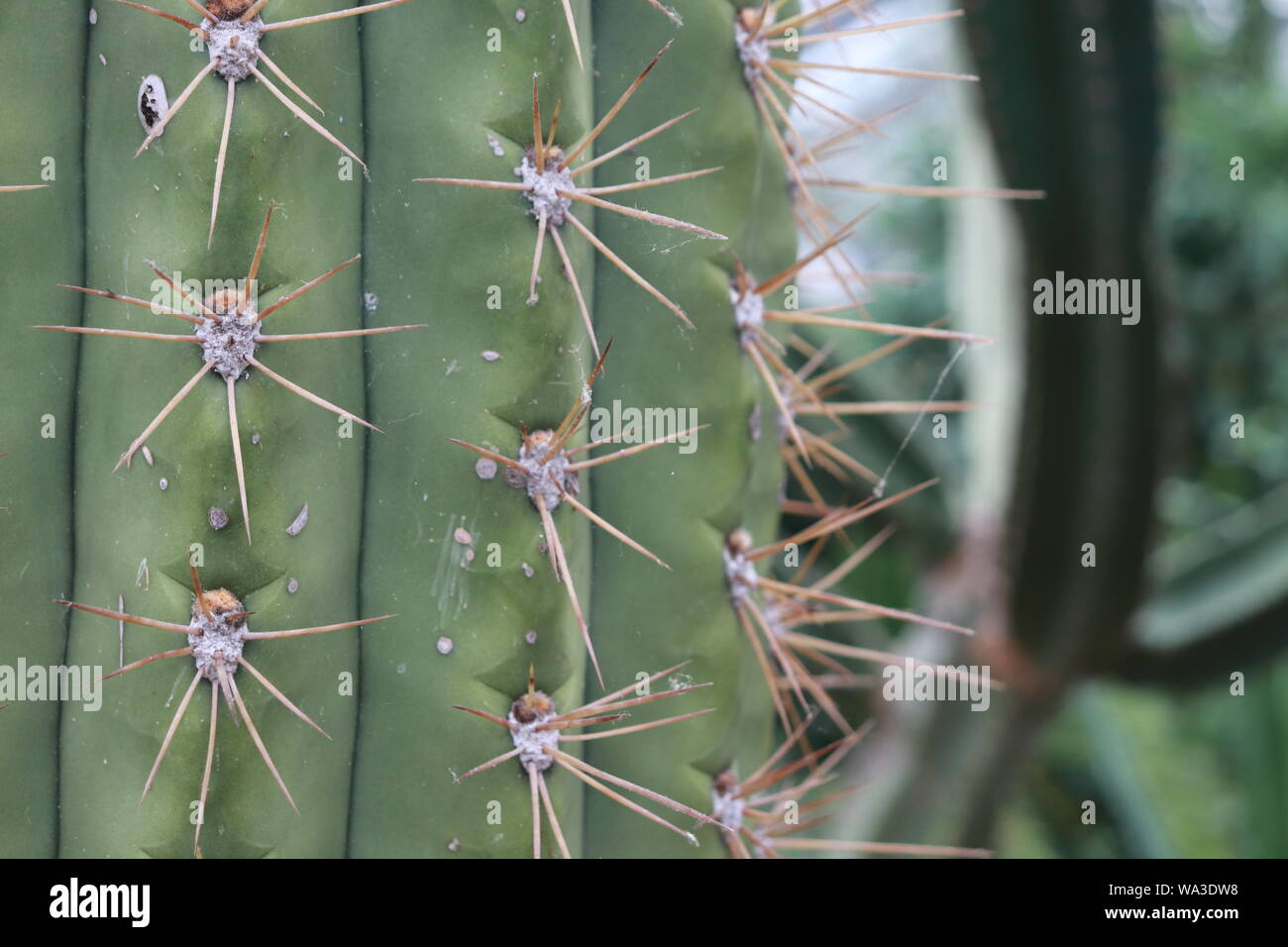 Cactus in close up Stock Photo