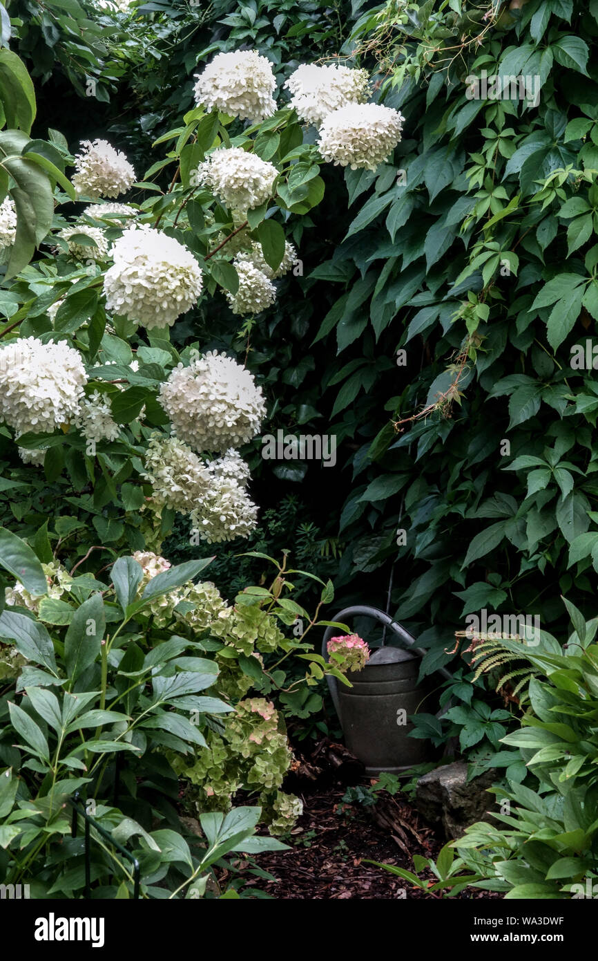 White Hydrangea Flowers In Shady Garden Stock Photo Alamy White Hydrangea Flowers In Shady Garden Stock Photo Alamy