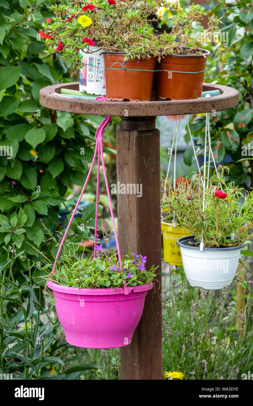 Hanging flowers in pots in a garden Stock Photo