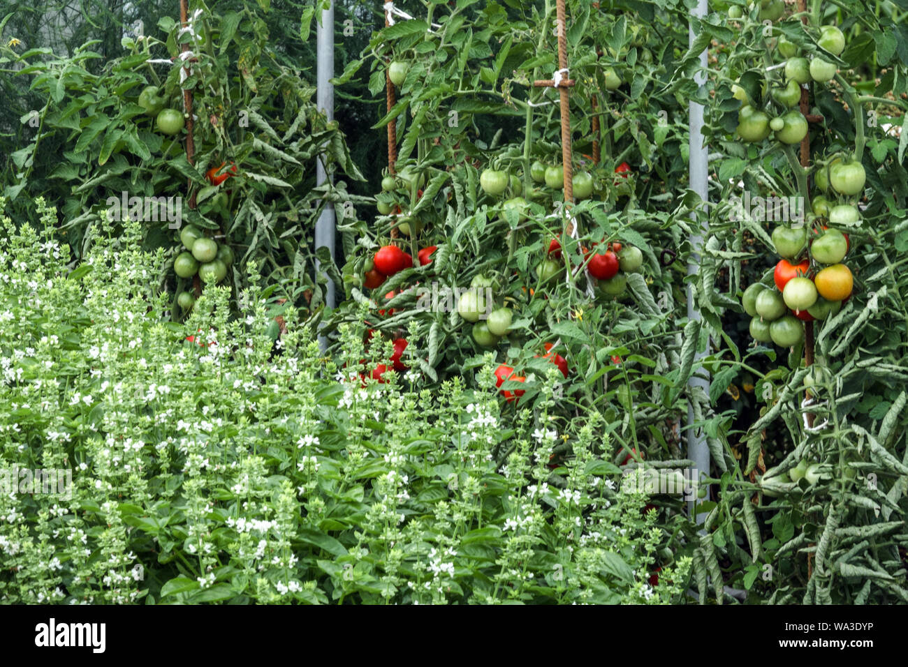 Green basil Herbs Ocimum basilicum in Bed Ripening Tomatoes Growing plants Herb Allotment garden Mixed Plants Great basil Ocimum Flowers Blooming Mix Stock Photo