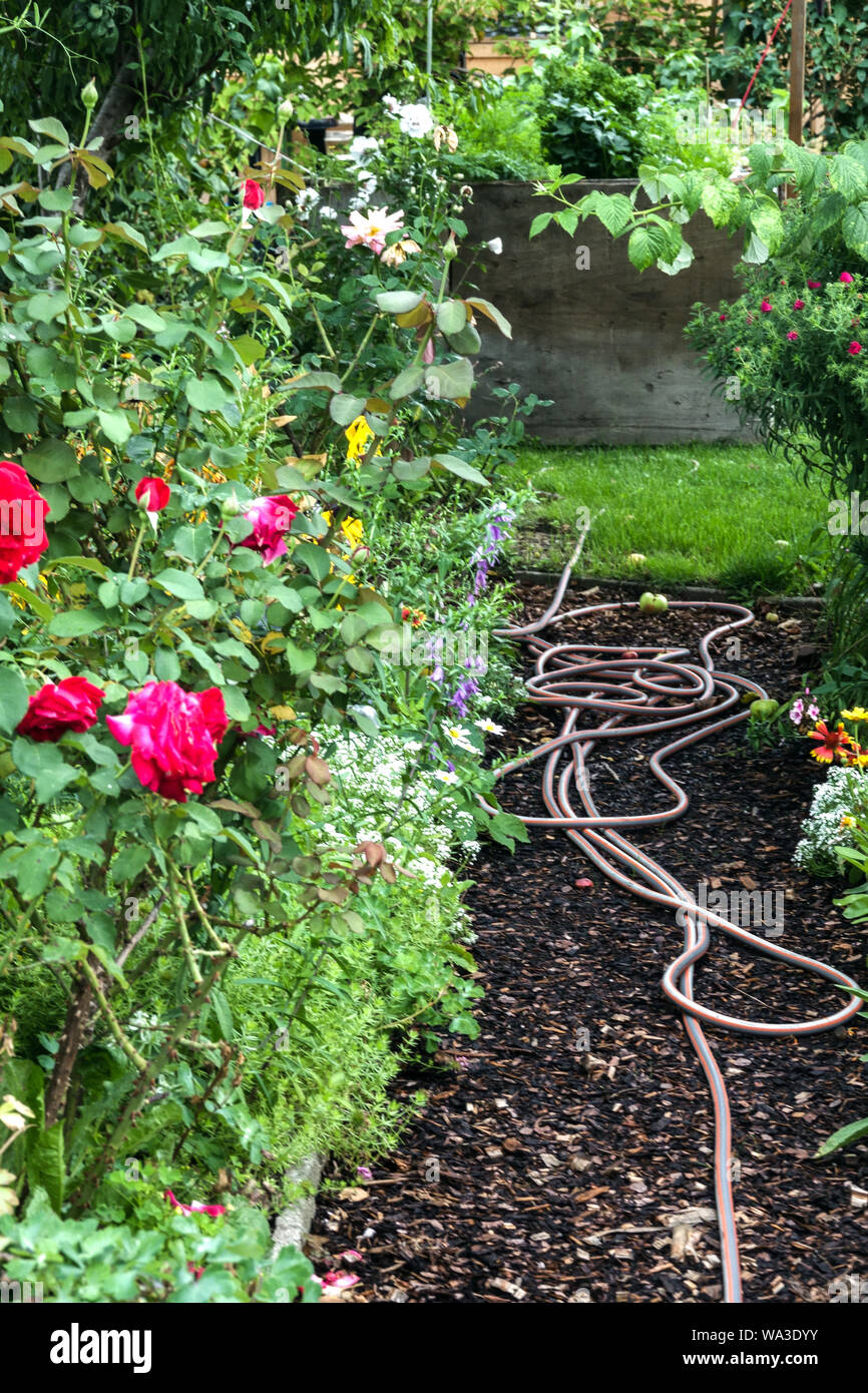 Irrigation hose laid in the garden Stock Photo