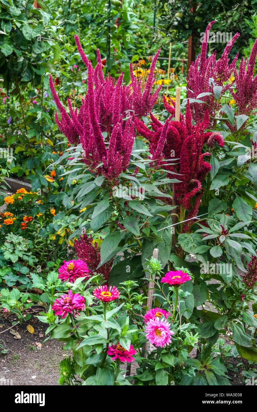 Garden amaranth plant growing in flower bed Stock Photo