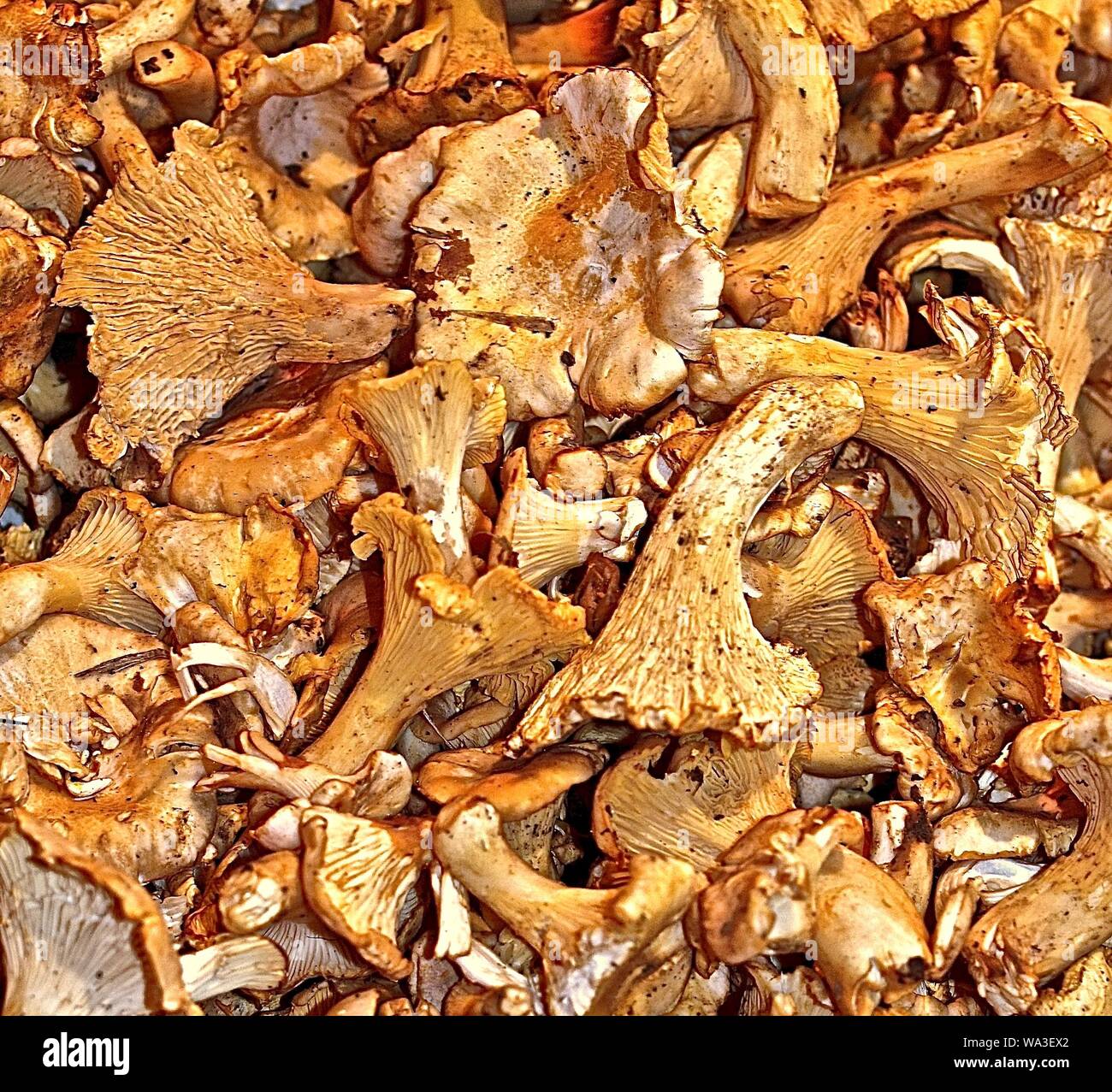 Freah raw chanterelles at a food market Stock Photo Alamy