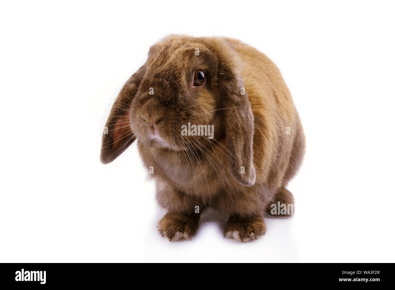 Cute domestic bunny or rabbit isolated on white background Stock Photo ...