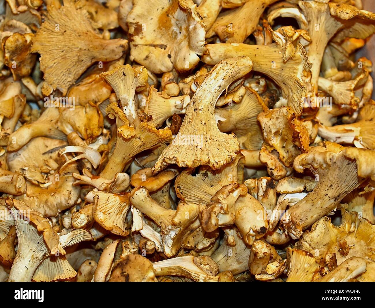 Freah raw chanterelles at a food market Stock Photo Alamy