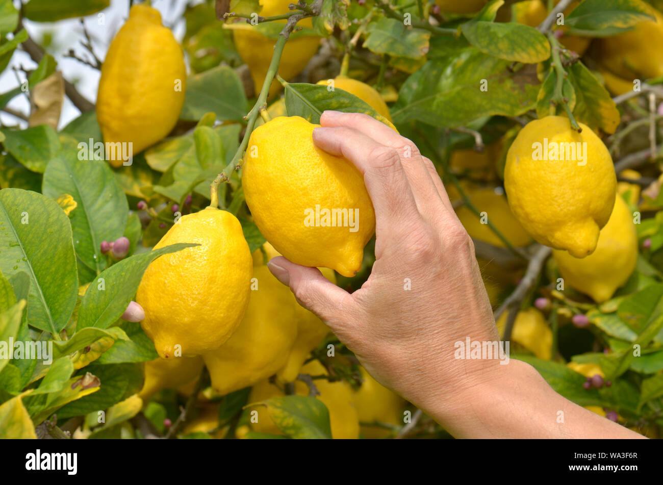 A farmer picking a ripe lemon from tree during harvest time Stock Photo