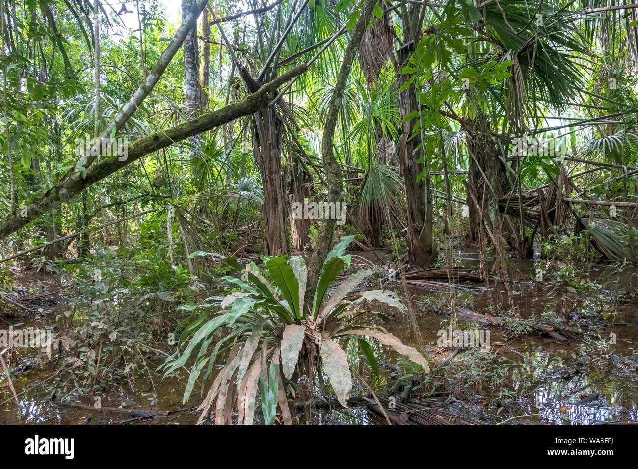 Tropical rainforest hiking trek flooded with rain water, Guided tour in Amazon river basin