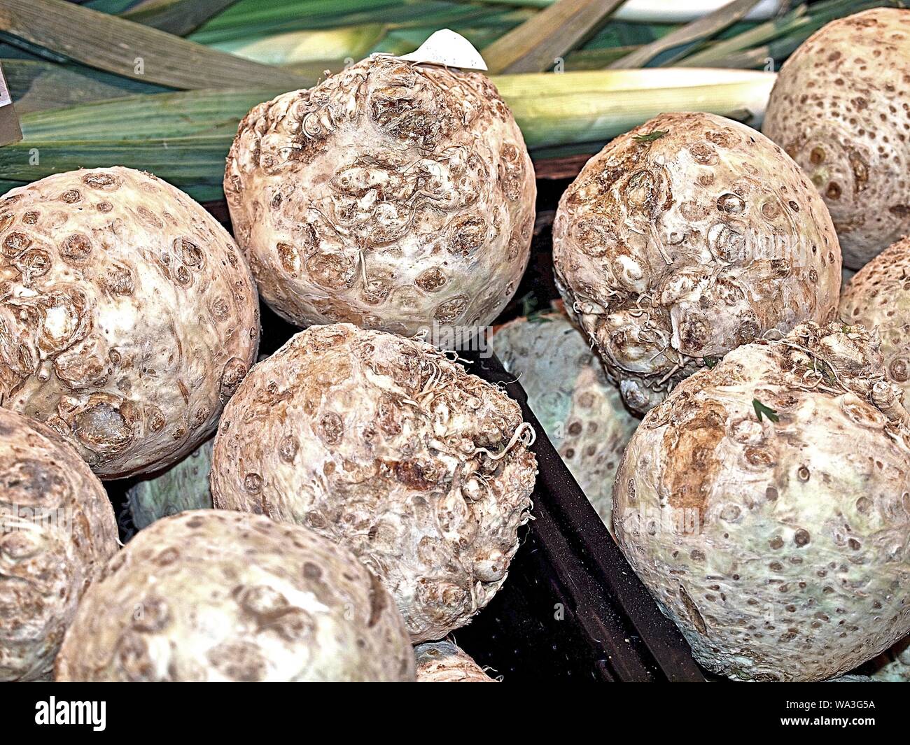 Macro of fresh raw whole celery Stock Photo Alamy