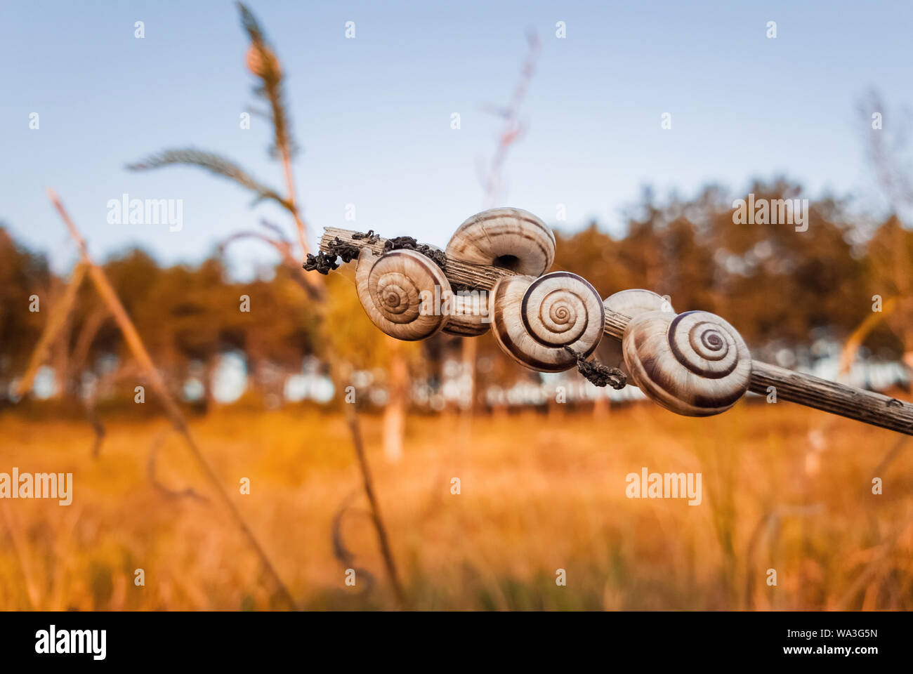 Lots of snail shells on a dry plant in the field near the forest