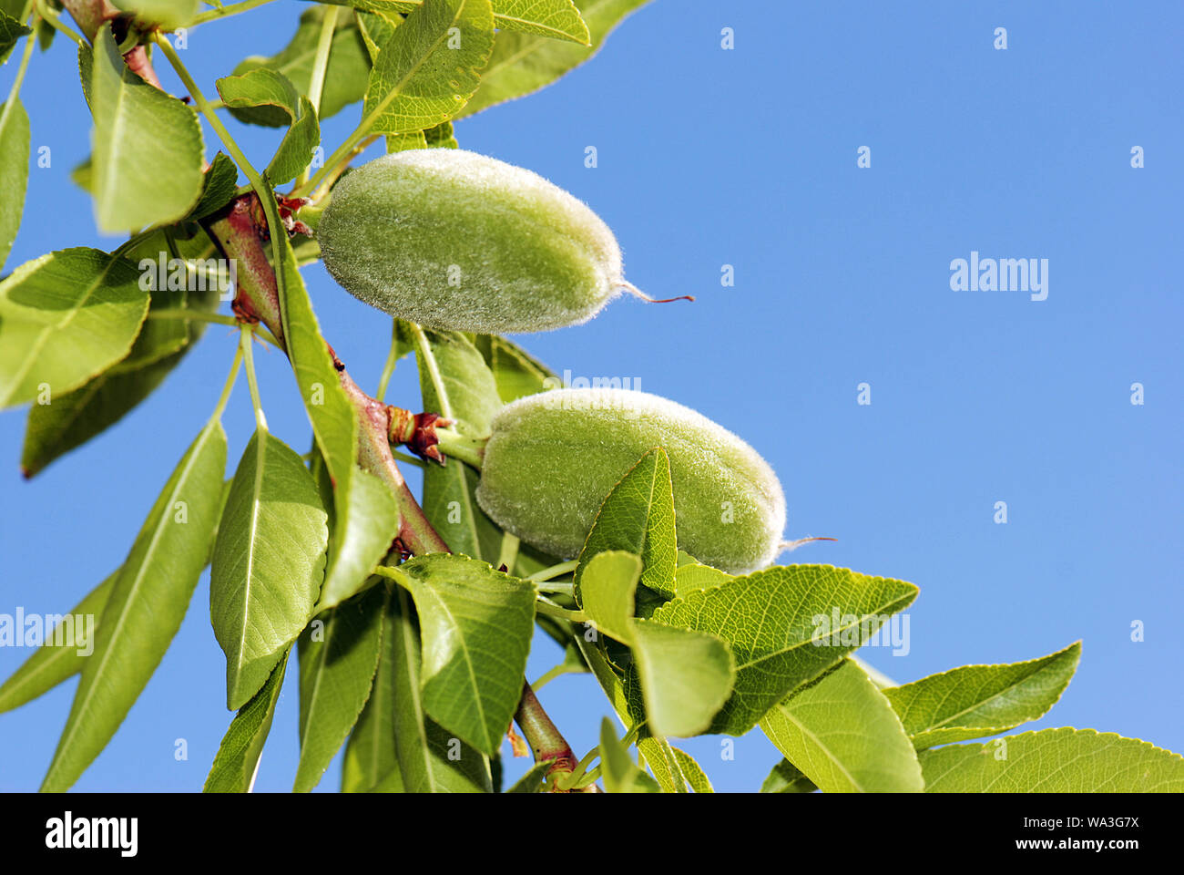 Green almonds at tree against blue sky Stock Photo