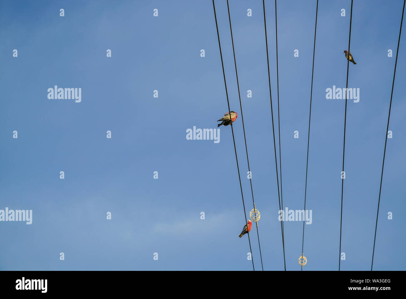 Birds perching on electrical power lines or wires. Space for text Stock