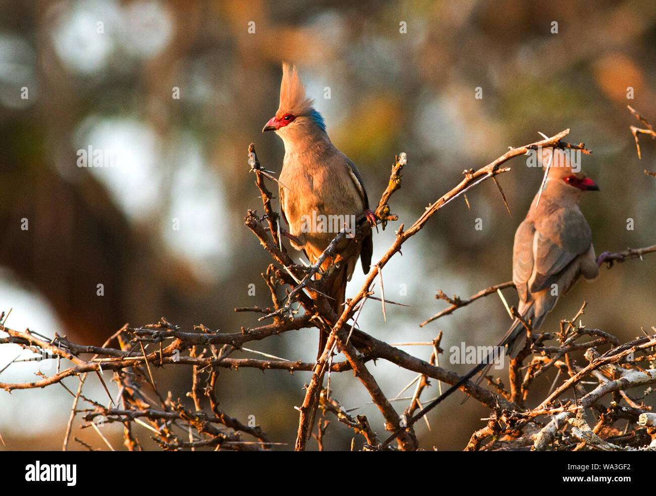 A family that is endemic to Africa, the Blue-naped Mousebird, so called as their mousy colour and long tail rectrices make them resemble mice sacamper Stock Photo
