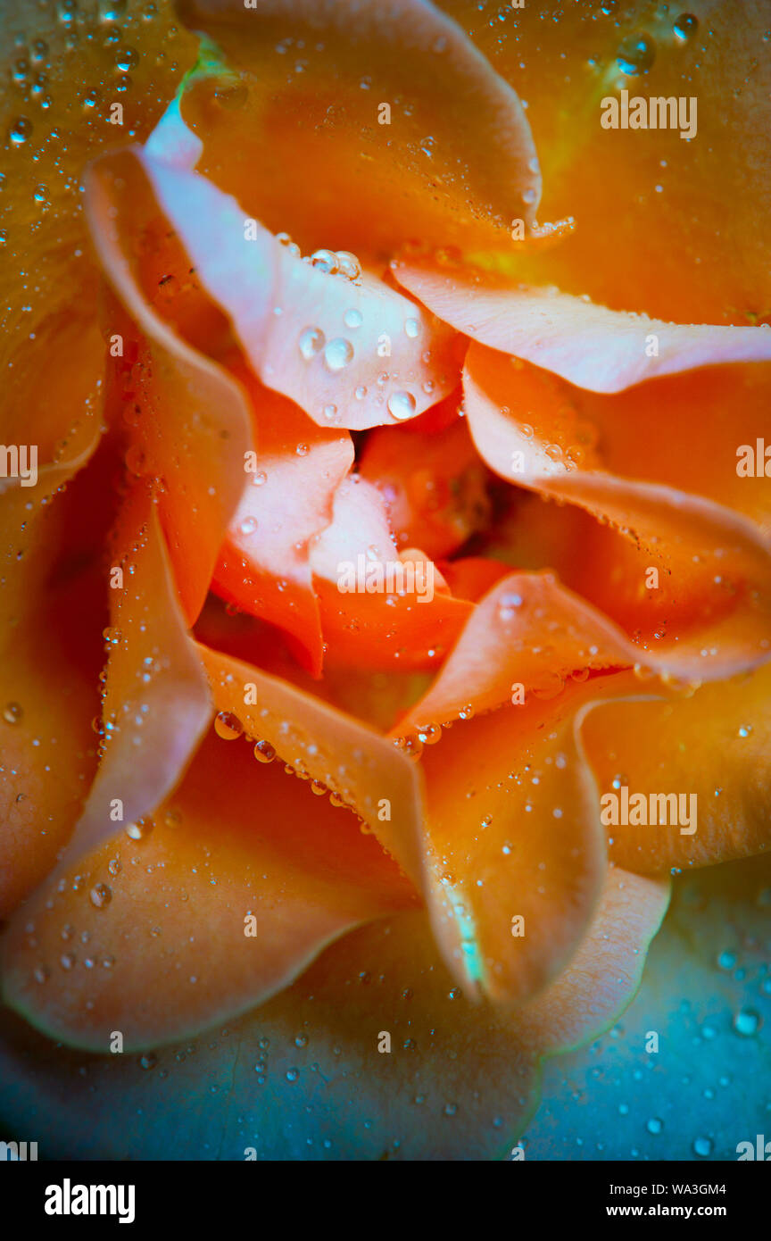 Macro flower abstract hi-res stock photography and images - Alamy