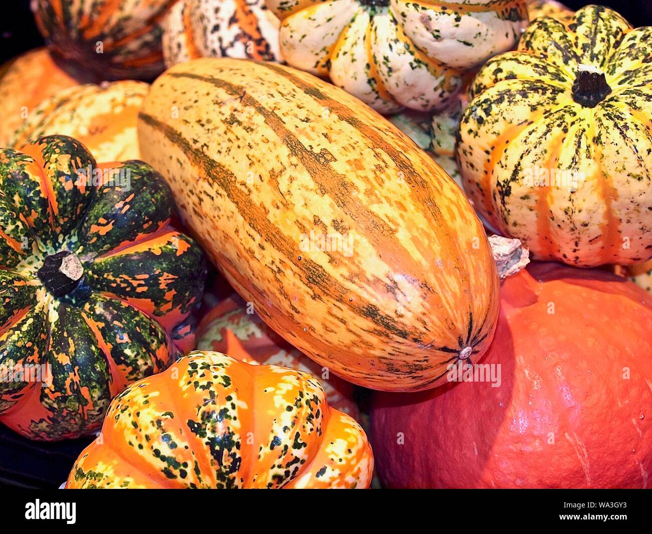 Mix of colorful pumpkins on a pile Stock Photo - Alamy