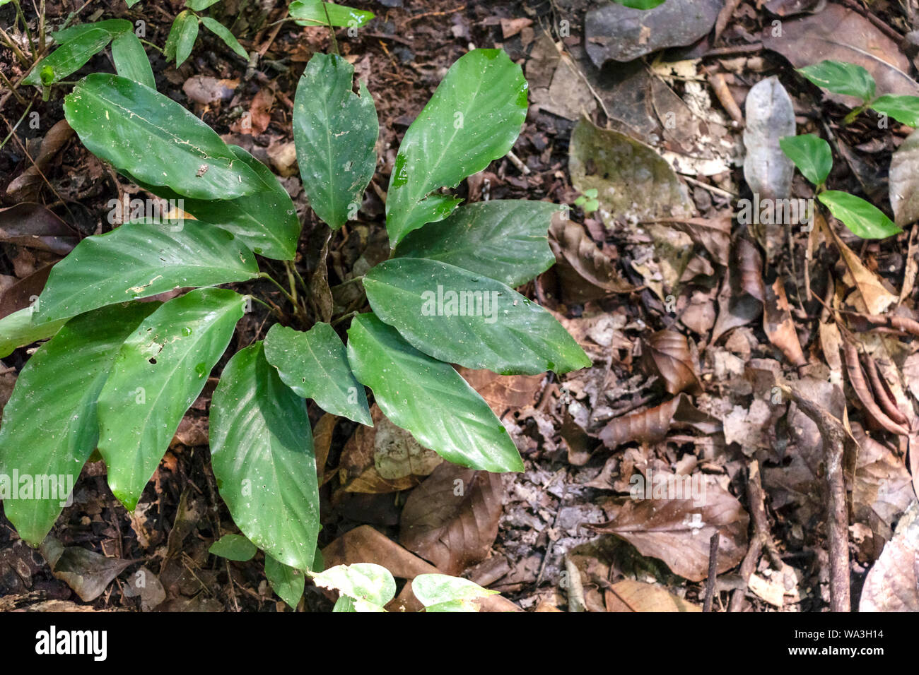 Slightly blurred nature background . Rainforest flora of Amazon River