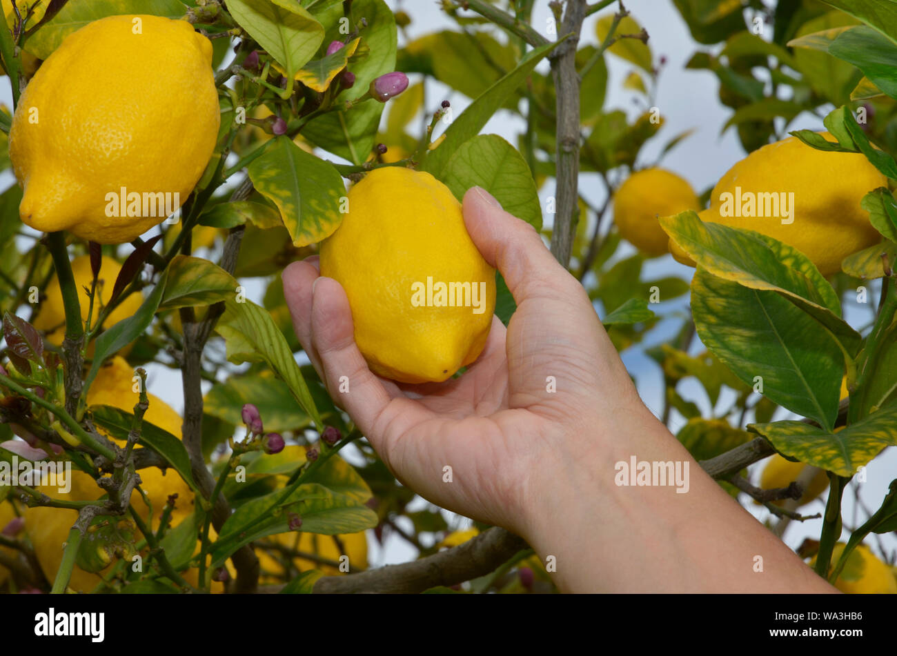 Hand of man picking a ripe lemon from tree Stock Photo