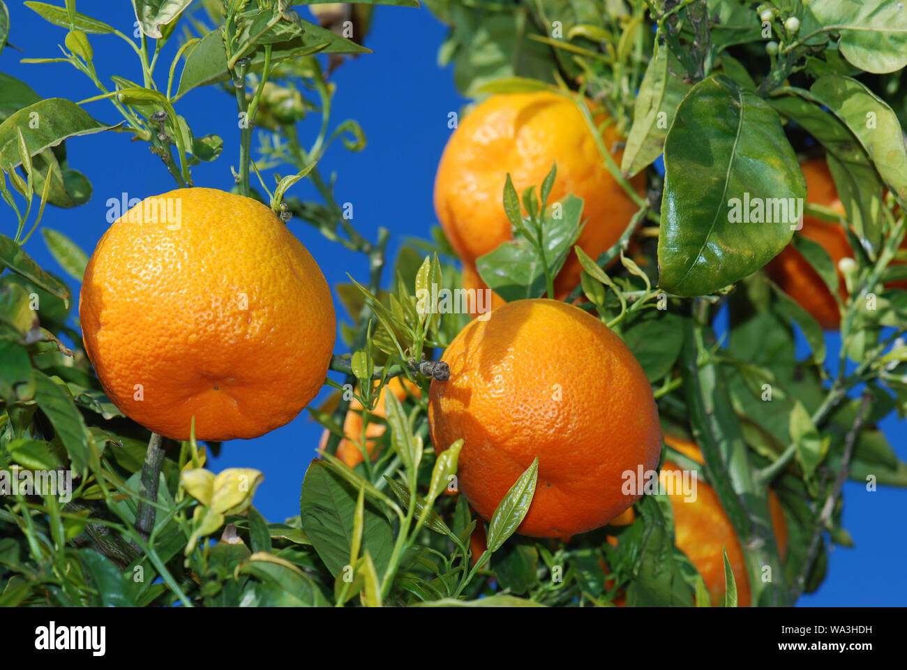 fresh ripe oranges at tree ij the sunlight in Spain Stock Photo