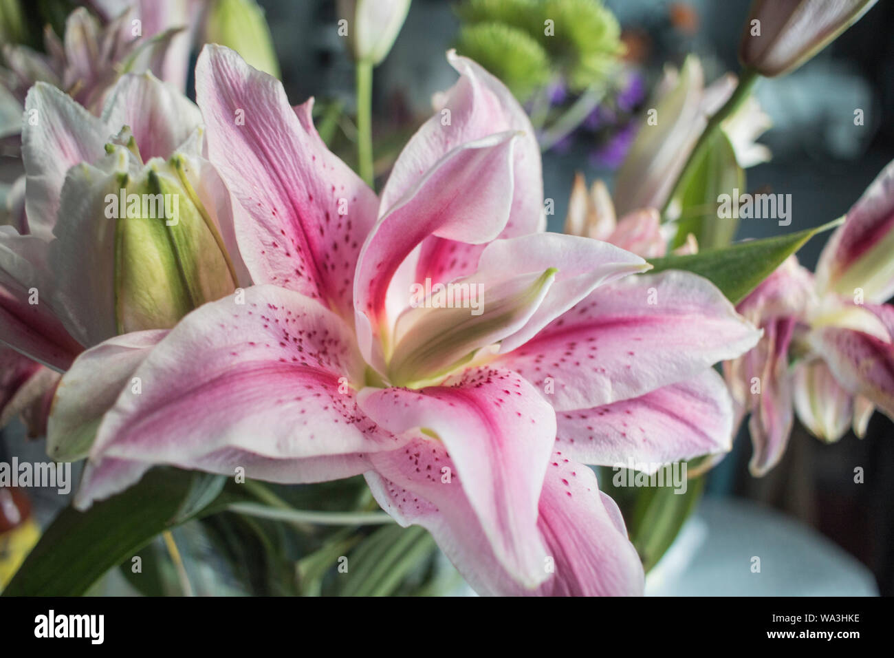 Pink Flowers Stock Photo