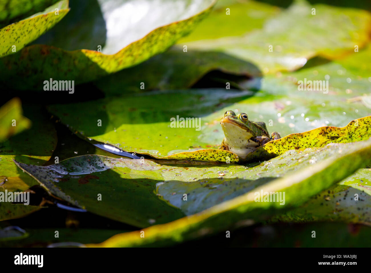 Green pond frog sitting on a leaf Stock Photo