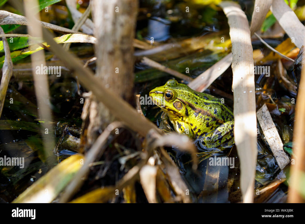 Green pond frog sitting on a leaf Stock Photo