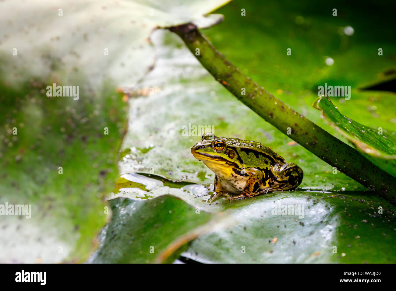 Green pond frog sitting on a leaf Stock Photo