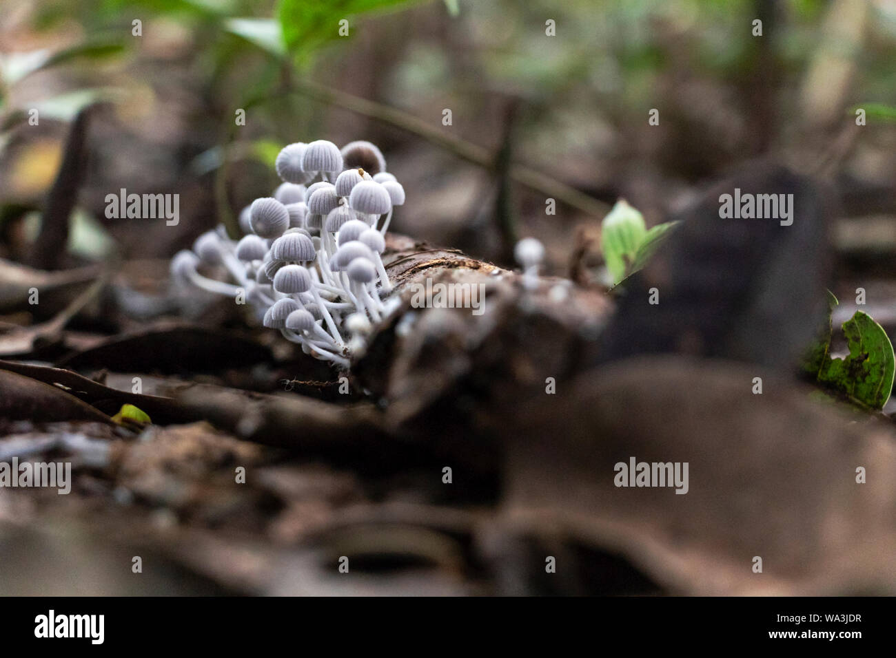 Slightly blurred nature background : Mushrooms in the Amazonian jungles, South America Stock Photo
