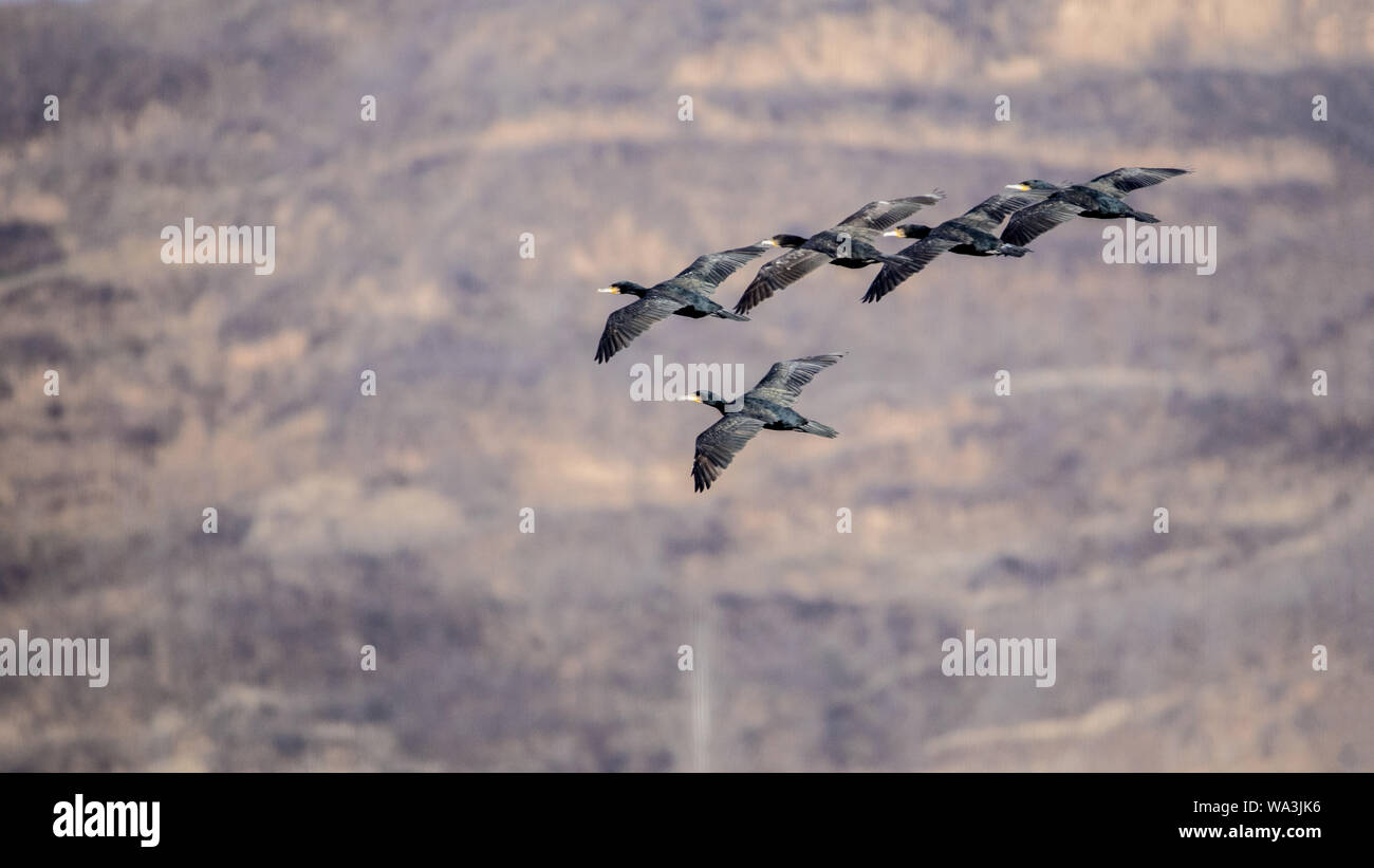 cormorants Stock Photo