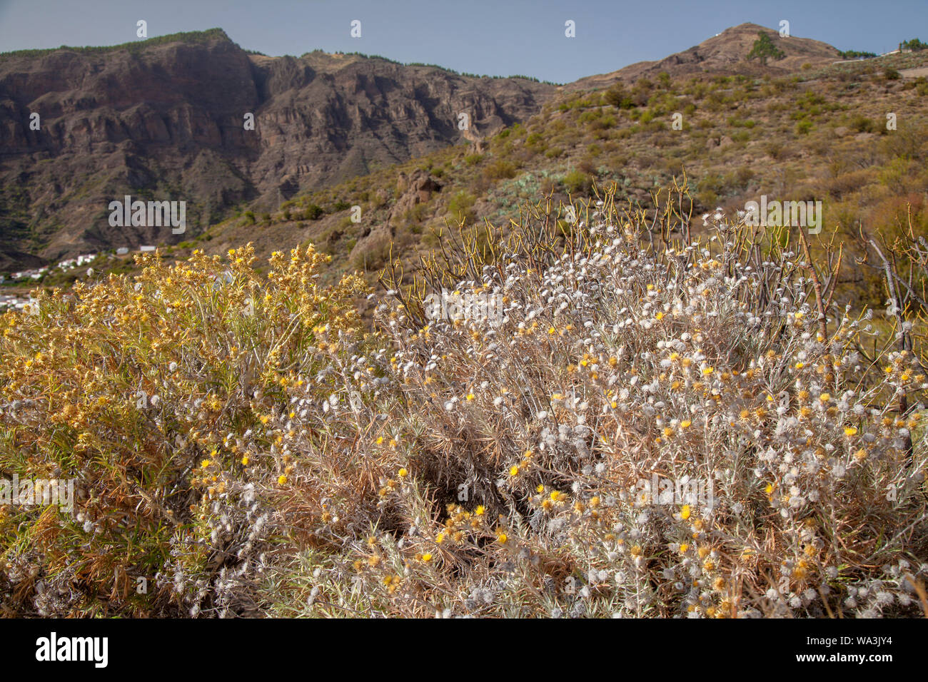 Flora of Gran Canaria - flowering Carlina, mountain thistle Stock Photo
