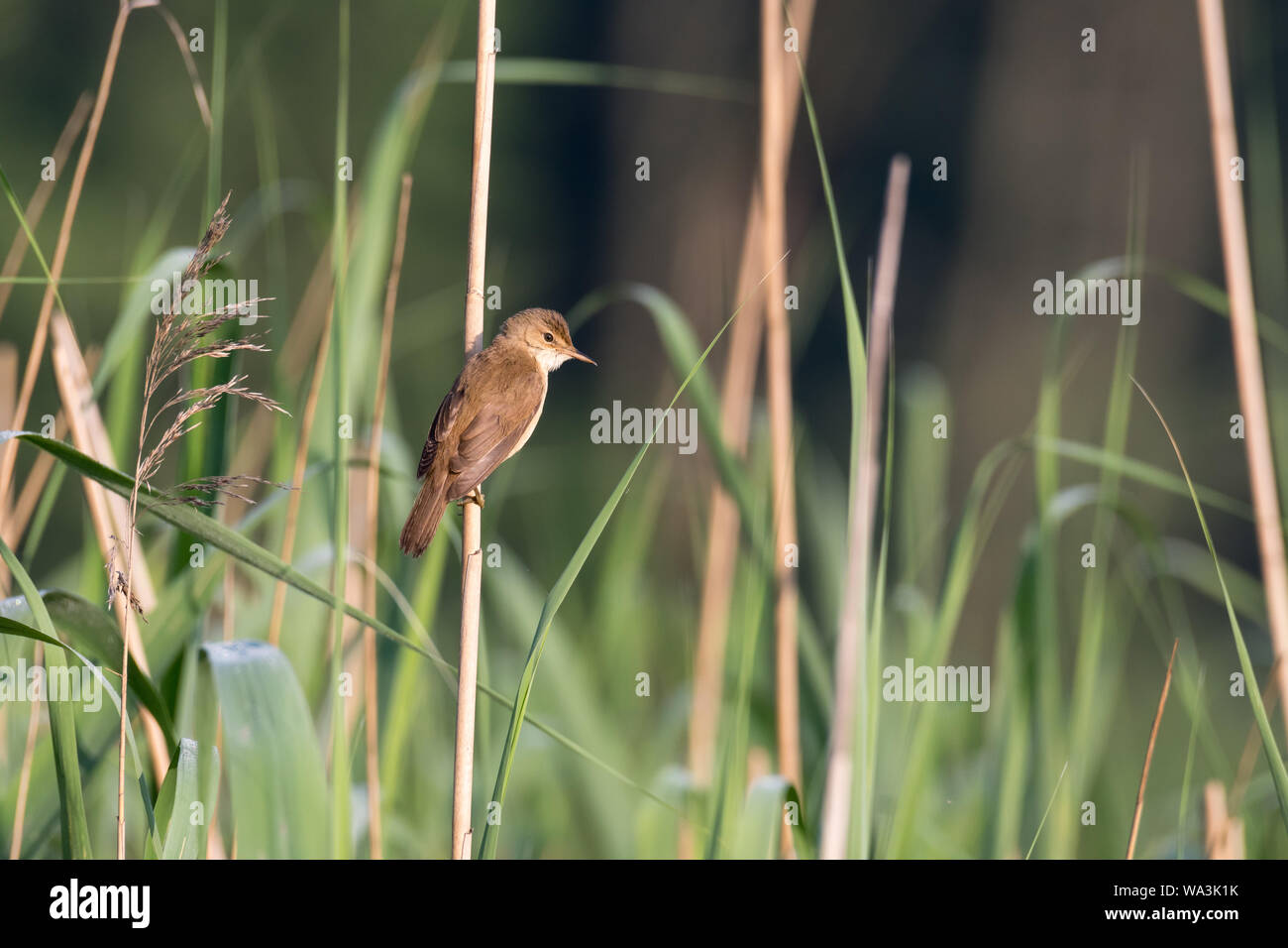The great reed warbler (Acrocephalus arundinaceus) perched on the reeds by the pond. Cracow, Lesser Poland, Poland. Stock Photo