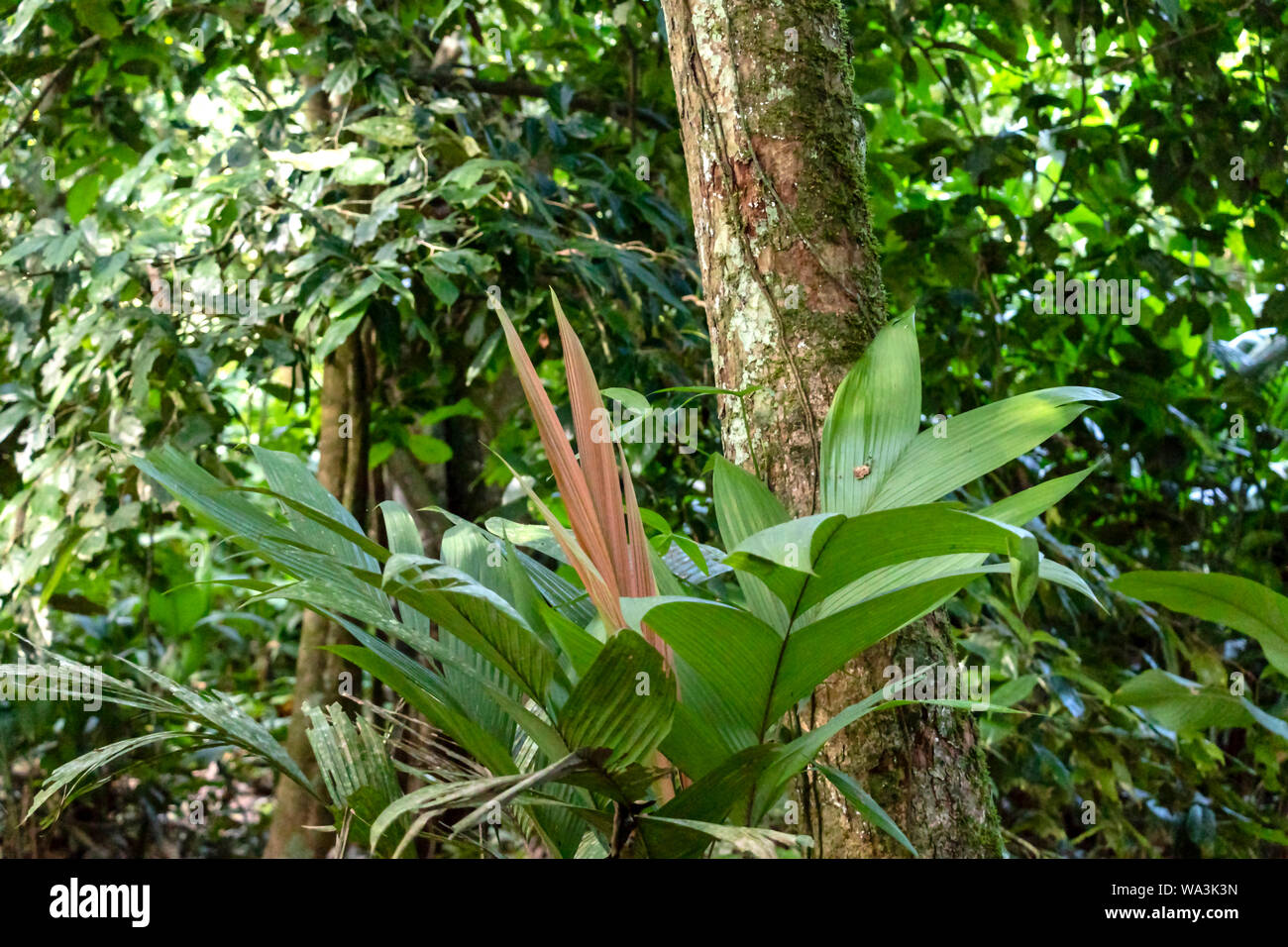 Slightly Blurred Nature Background Rainforest Flora Of Amazon River Basin In South America Nature Protection And Sustainable Living Concept Stock Photo Alamy