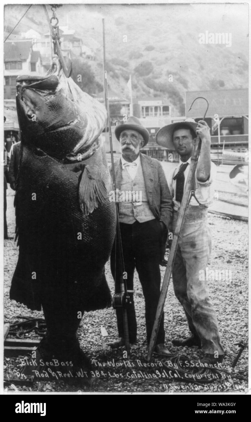 Black sea bass the world's record by F.S. Schenck on rod and reel