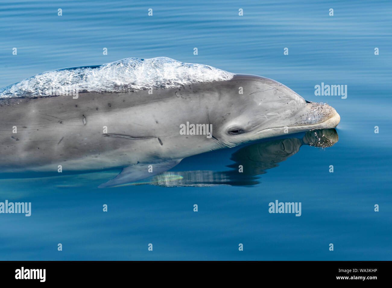 A year old Bottlenose dolphin baby surfaces to breathe, Moray Firth, Scotland. Stock Photo
