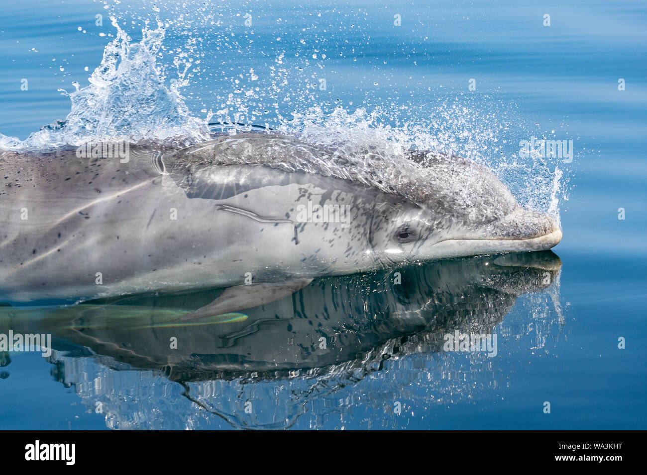 A year old Bottlenose dolphin baby surfaces to breathe in mirror calm blue sea, Moray Firth, Highlands of Scotland. Stock Photo