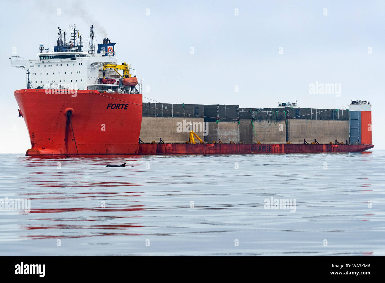 A single Bottlenose dolphin surfacing to breathe next to a supply ship looking tiny in comparison to the huge vessel, Moray Firth, Scotland Stock Photo