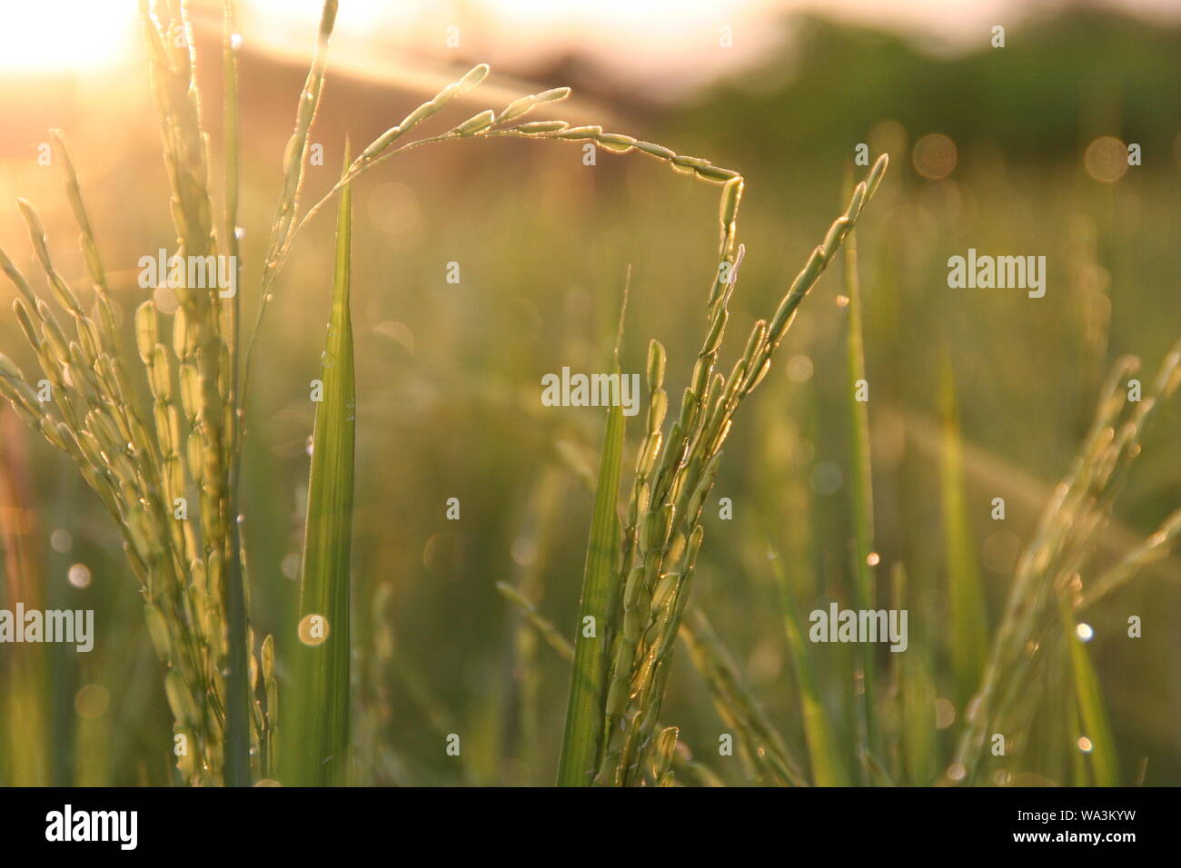 Sunrise in a rice field in Cambodia Stock Photo