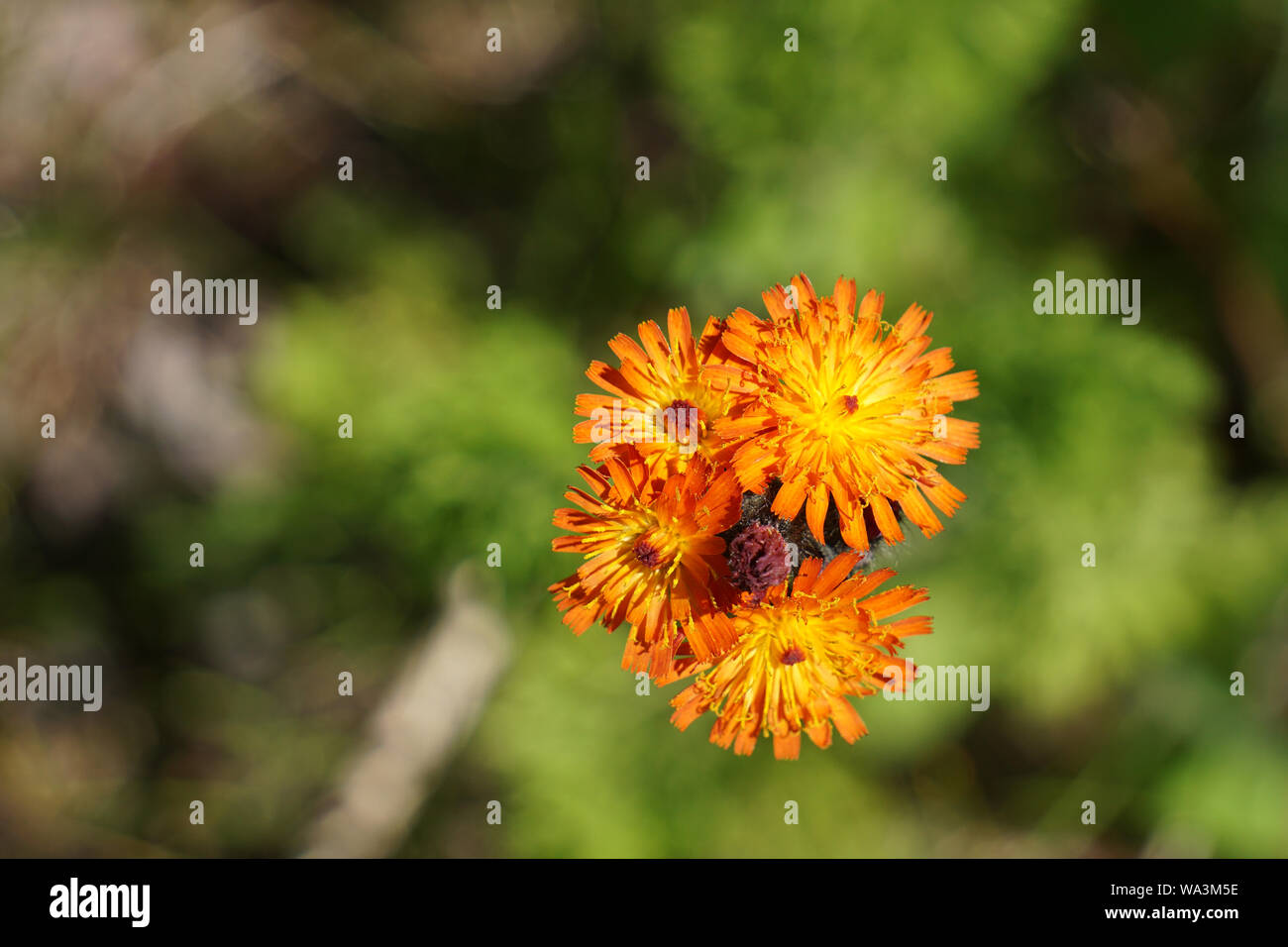 Close-up of Orange Hawkweed flower Stock Photo