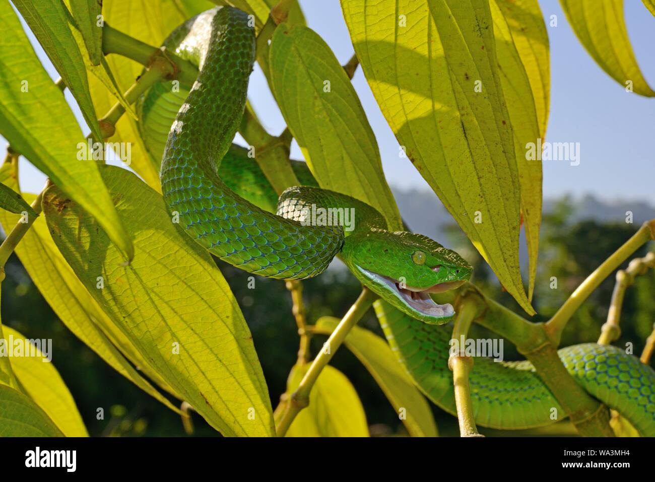 Barat Bamboo pitviper (Trimeresurus sabahi barati), biting, on a bush, Sumatra, Indonesia Stock Photo