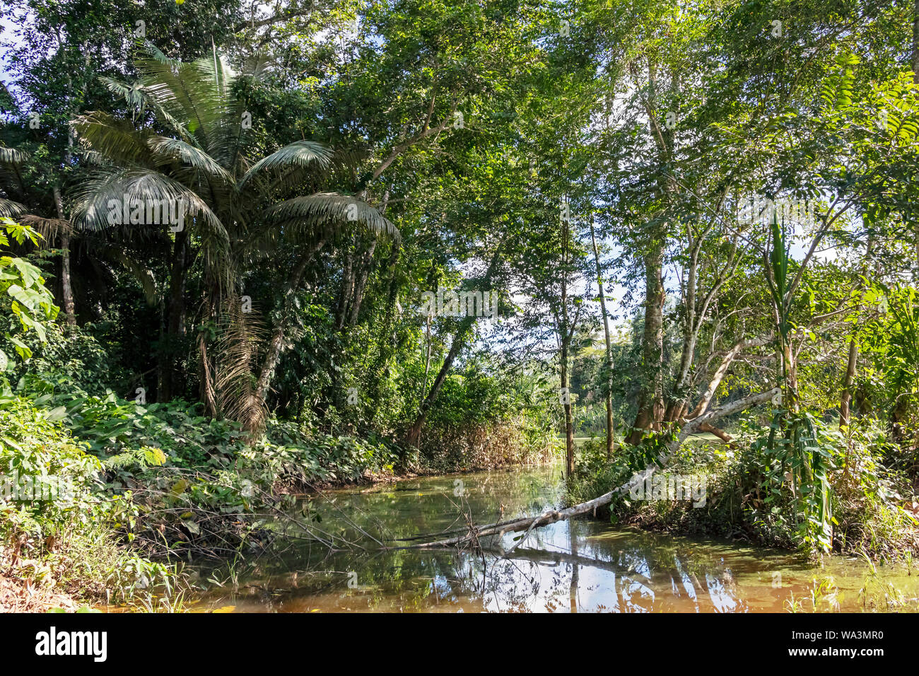 Green lake in the middle of Bolivian rainforest, Madidi national park ...